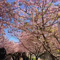 河津桜の写真_117421