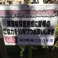河津桜の写真_117422