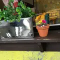 바나나트리の写真_118042