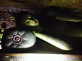 ダンブッラ石窟寺院の写真_118209