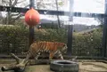 京都市動物園の写真_118447