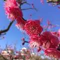 松山城の写真_118524