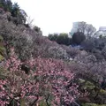 池上梅園の写真_118857