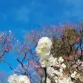 池上梅園の写真_118858