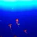 新江ノ島水族館の写真_119095
