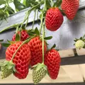 ホヤノいちご園の写真_120284
