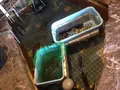 伊予水軍の写真_121591