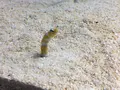 すみだ水族館の写真_121764