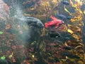 葛西臨海公園の写真_121786