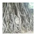 Ayutthaya Historical Parkの写真_122037