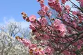 三景園の写真_122050