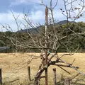 曼荼羅のみち 〔熊野古道〕の写真_122351