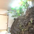 いそざきえんの写真_122435