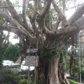 いそざきえんの写真_122438