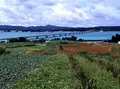 古宇利島の写真_122744