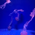 新江ノ島水族館の写真_123077