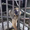アニマルワンダーリゾウト（市原ぞうの国）の写真_123683