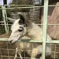 アニマルワンダーリゾウト（市原ぞうの国）の写真_123686
