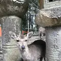 春日大社の写真_124179