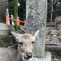 春日大社の写真_124183