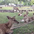 若草山の写真_124286