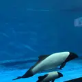 鳥羽水族館の写真_124476
