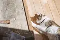 カフェ山猫軒の写真_124621