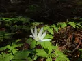 きのねざか手打そばの写真_124988