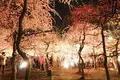 なばなの里の写真_125258