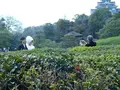 岡山後楽園 福田茶屋の写真_125375