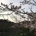 鶴岡八幡宮の写真_125597