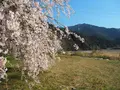 加茂川の写真_125667