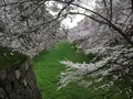 名古屋城の写真_126079