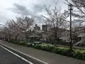 山崎川の写真_126083