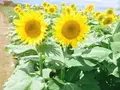 那珂総合公園の写真_126460