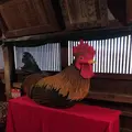 八千代座の写真_126475