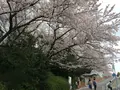 東山動物園の写真_126703