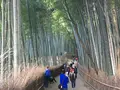嵯峨野 竹林の道の写真_126768