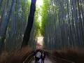嵯峨野 竹林の道の写真_126772