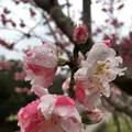 耶馬渓ダムスポーツ公園の写真_126956