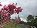 耶馬渓ダムスポーツ公園の写真_126958