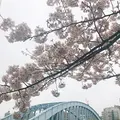 隅田川テラス 隅田川大橋下の写真_126987