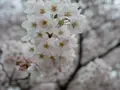 砧公園の写真_127304