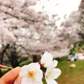 砧公園の写真_127305