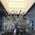 アマン東京の写真_127583