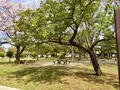篠崎公園の写真_128145