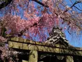 雨宝院の写真_128328