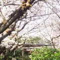 雨宝院の写真_128331