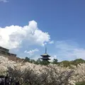 仁和寺の写真_128450