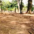 代々木公園の写真_128479